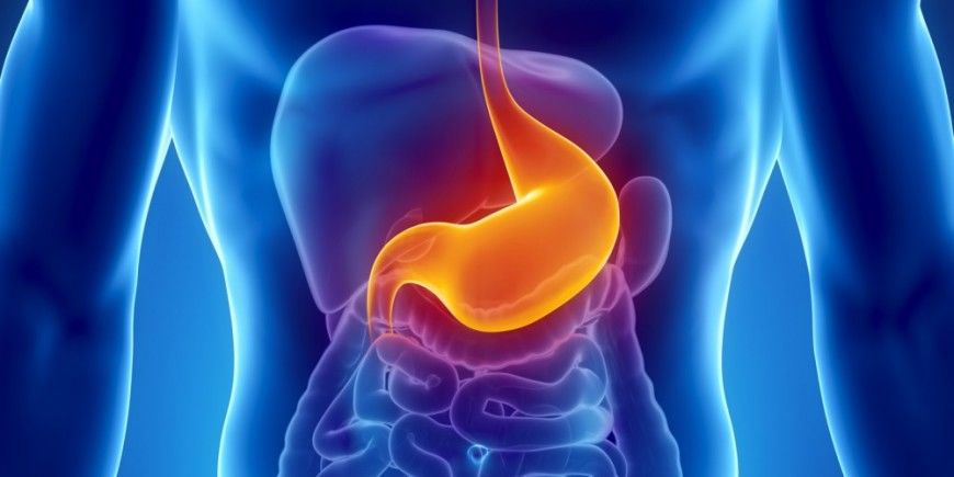 Stomach