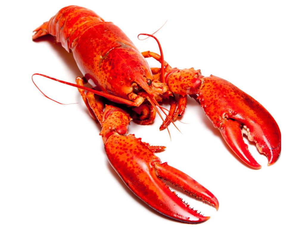 Lobster