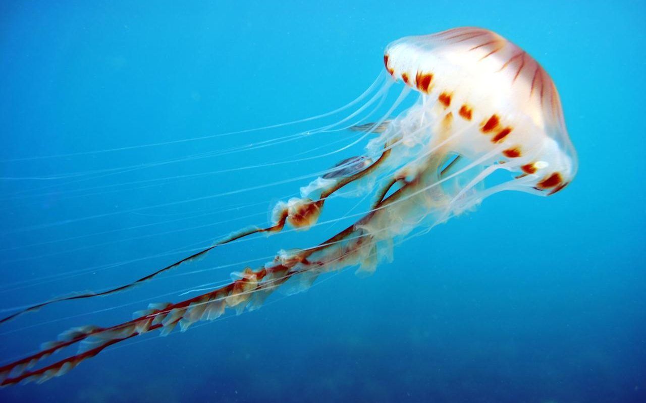 Jellyfish