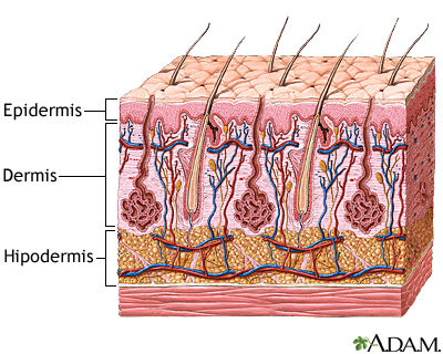 Skin