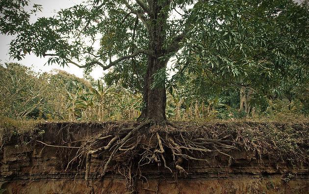 Roots