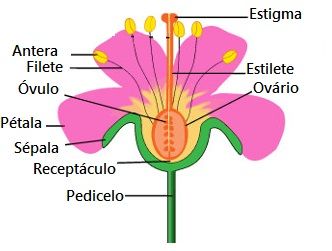 Qual a parte flor se transforma no fruto após a fecundação da oosfera?