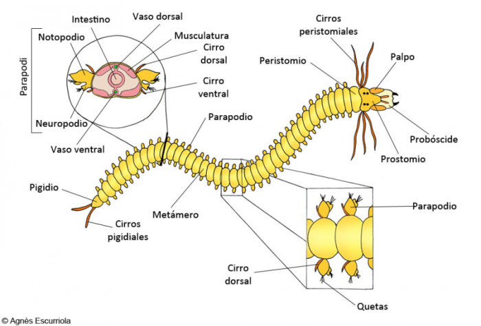 ANNELIDA
