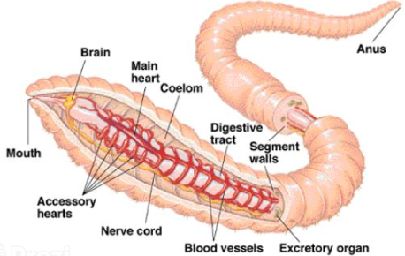 ANNELIDA