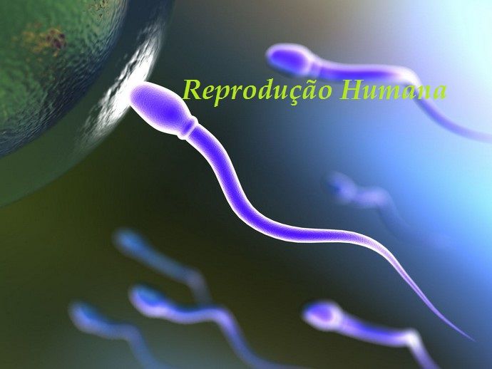 Reprodução Sexuada Animais