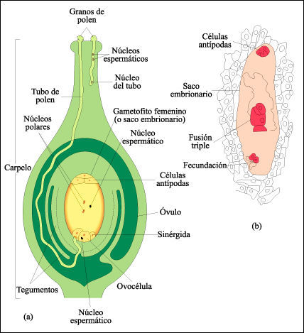 O que ocorre como óvulo após a fecundação da oosfera?
