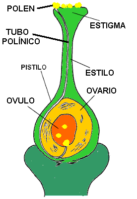 O que ocorre como óvulo após a fecundação da oosfera?
