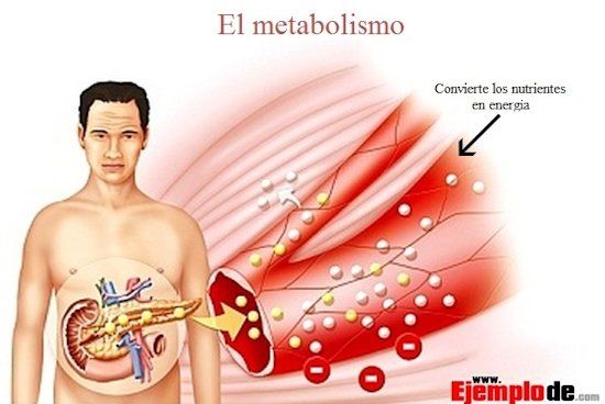 O Metabolismo