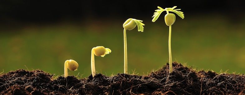 Grow.