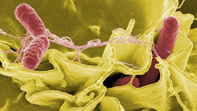 Salmonelosis