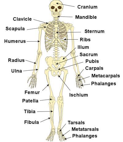 Physiology & Anatomy revision cards Skeletal System