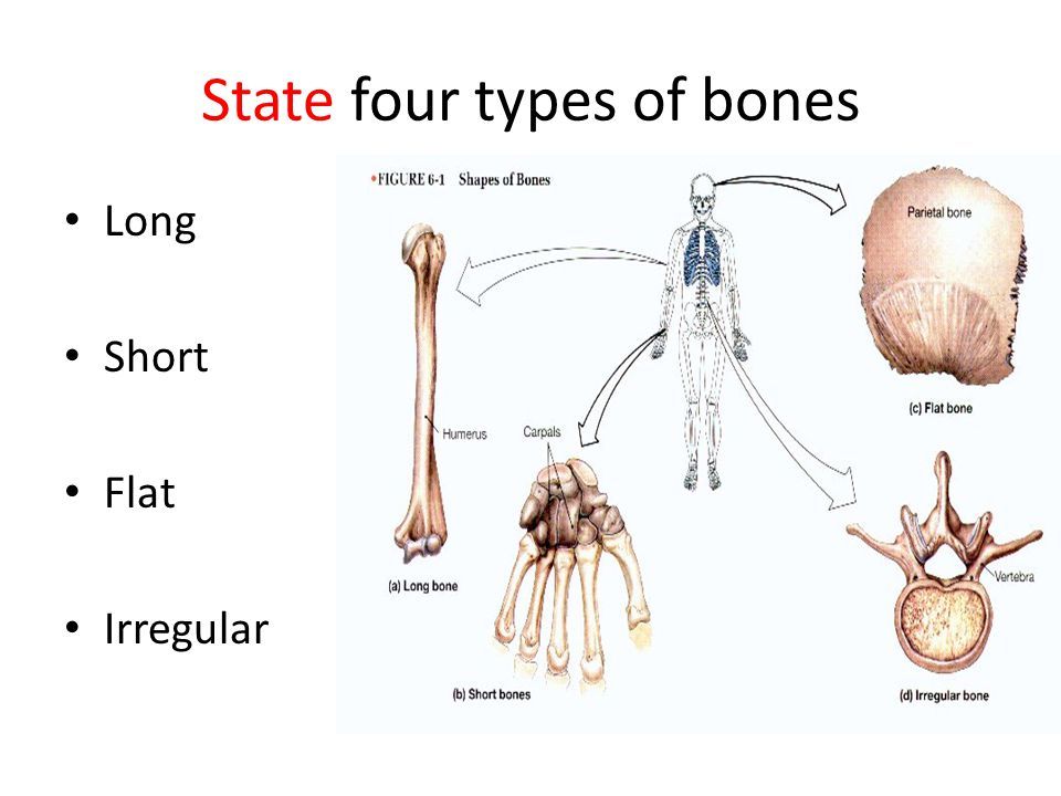 Name all the 5 bone types