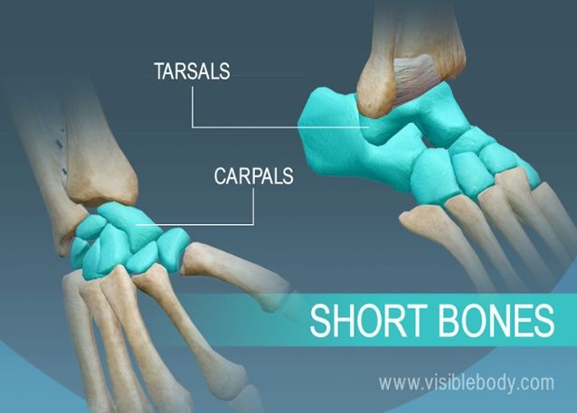 What is the functions of the short bone?