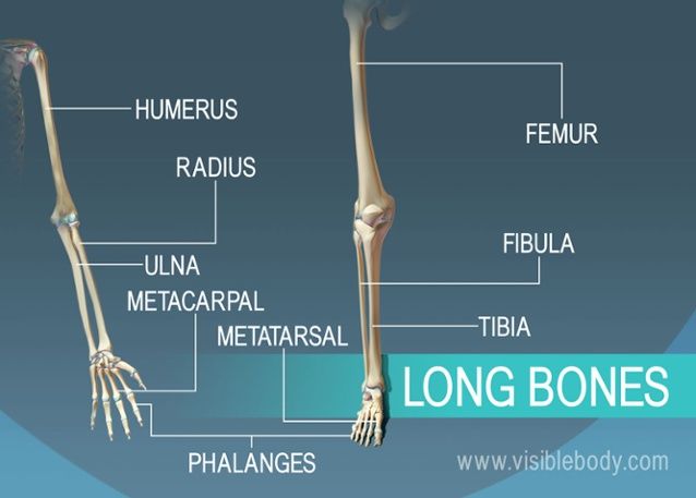 What is the function of the long bone?