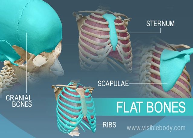 What is the function of flat bones?