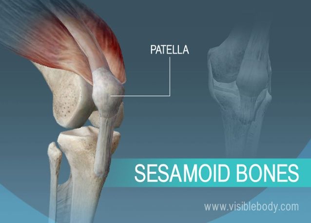 What is the function of Sesamoid bones?