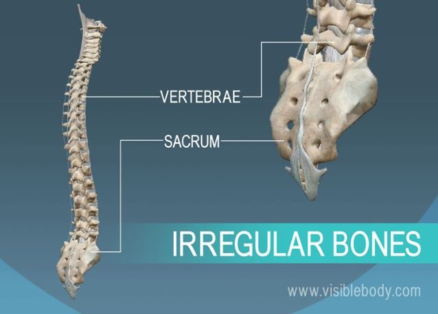 What is the function of Irregular bones?