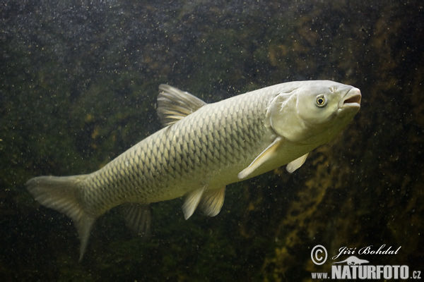 amur bílý