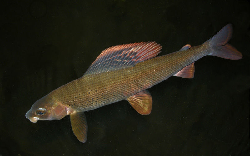 lipan podhorní - obrovská barevná hřbetní ploutev