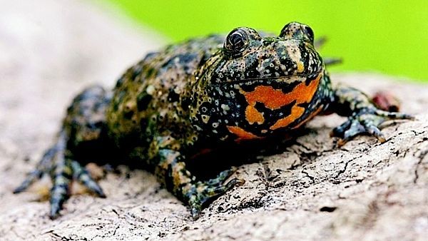 kuňka obecná - oranžové břicho