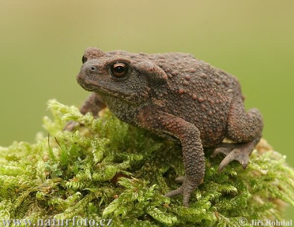 ropucha obecná