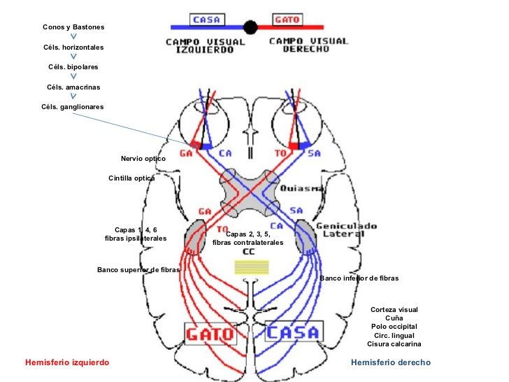 Los sistemas sensoriales y su funcionamiento