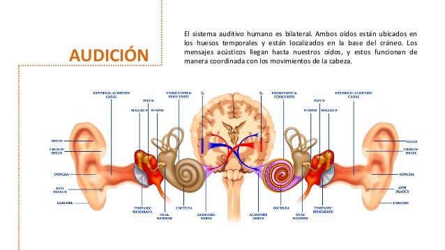 Los sistemas sensoriales y su funcionamiento