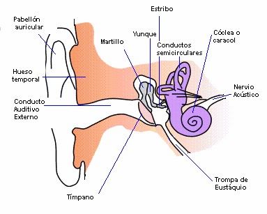 Los sistemas sensoriales y su funcionamiento