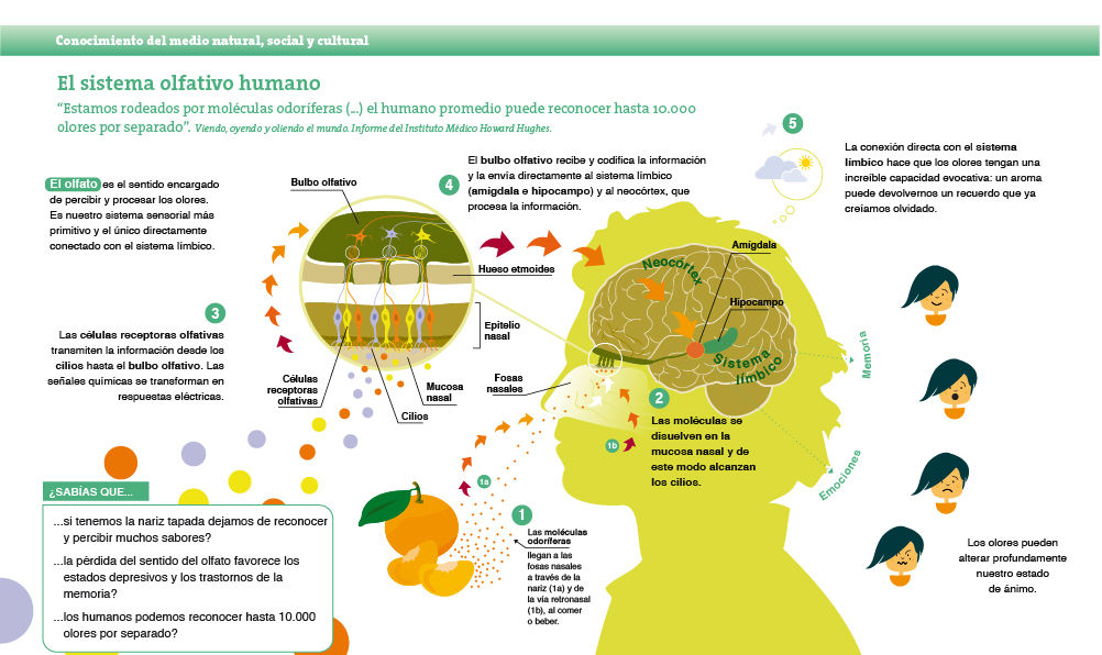 Los sistemas sensoriales y su funcionamiento