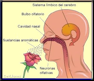 Los sistemas sensoriales y su funcionamiento