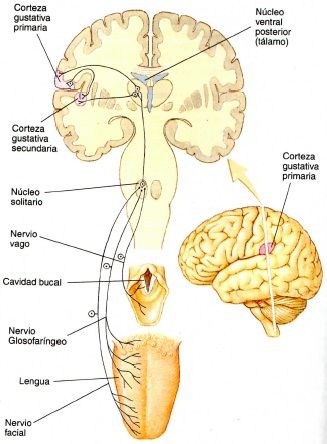 Los sistemas sensoriales y su funcionamiento