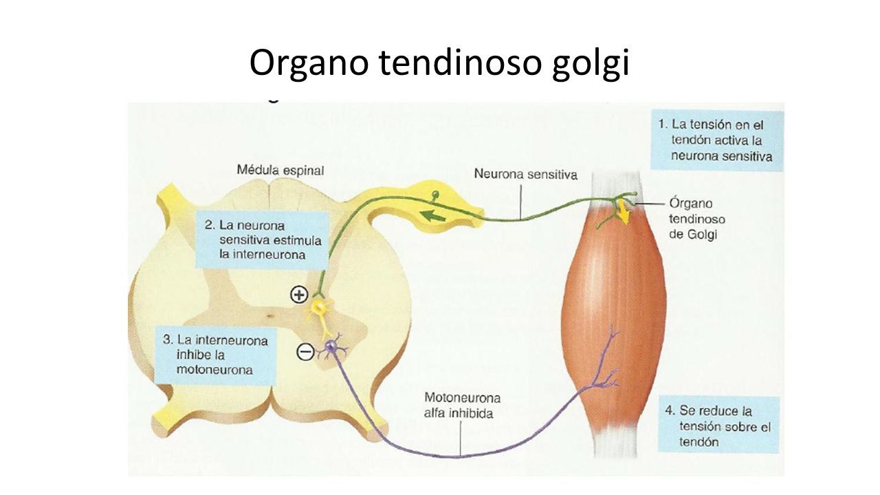 Los sistemas sensoriales y su funcionamiento