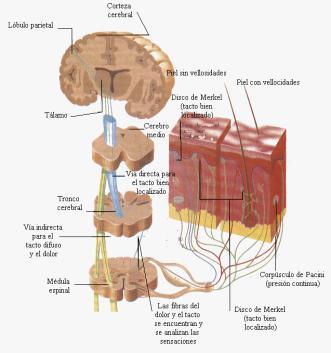 Los sistemas sensoriales y su funcionamiento