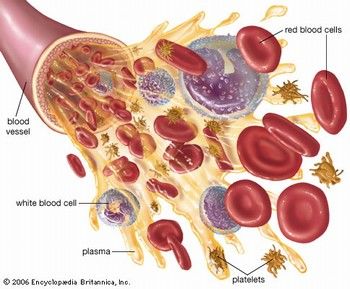 Proteínas, clasificación totales relación albumina-globulina