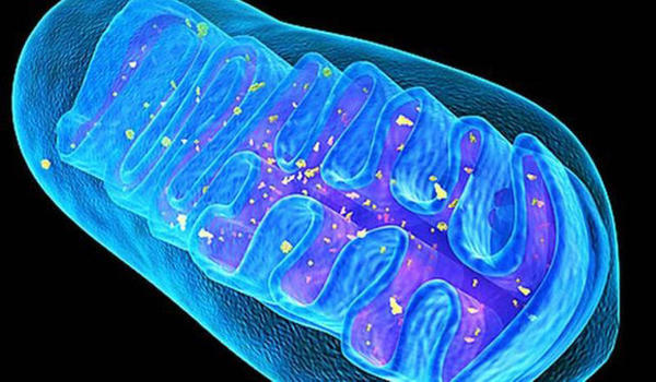 Niveles de organización biológica (bioticos y abioticos)