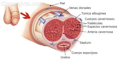 HISTOLOGÍA DEL APARATO REPRODUCTOR MASCULINO