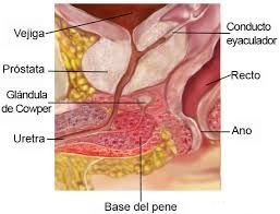 HISTOLOGÍA DEL APARATO REPRODUCTOR MASCULINO