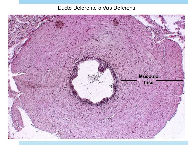 HISTOLOGÍA DEL APARATO REPRODUCTOR MASCULINO