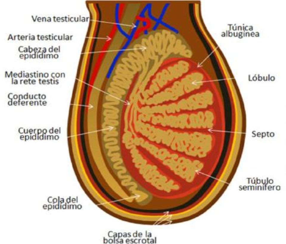 HISTOLOGÍA DEL APARATO REPRODUCTOR MASCULINO