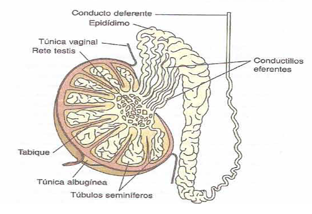 HISTOLOGÍA DEL APARATO REPRODUCTOR MASCULINO