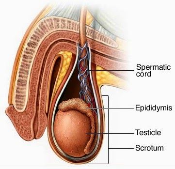 HISTOLOGÍA DEL APARATO REPRODUCTOR MASCULINO
