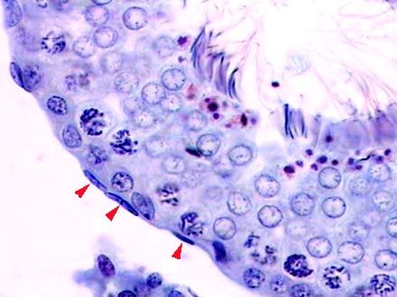 HISTOLOGÍA DEL APARATO REPRODUCTOR MASCULINO