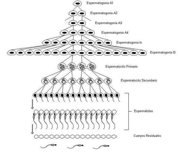 HISTOLOGÍA DEL APARATO REPRODUCTOR MASCULINO
