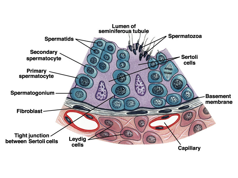 HISTOLOGÍA DEL APARATO REPRODUCTOR MASCULINO