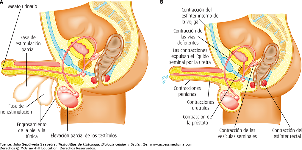 HISTOLOGÍA DEL APARATO REPRODUCTOR MASCULINO