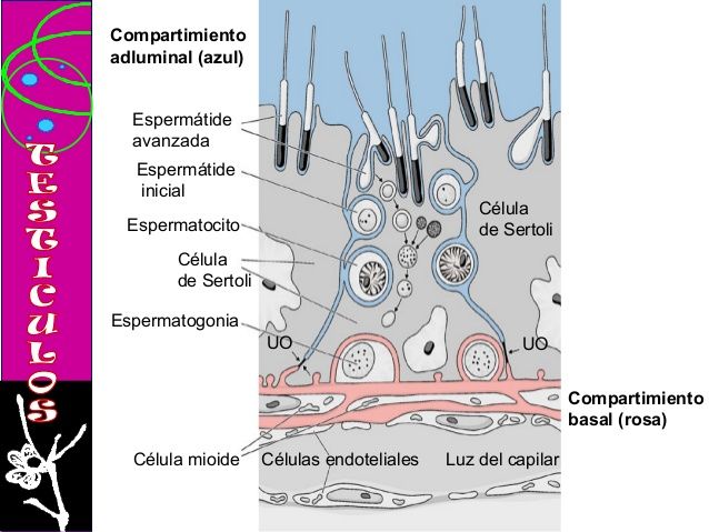 HISTOLOGÍA DEL APARATO REPRODUCTOR MASCULINO