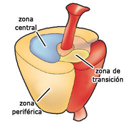 HISTOLOGÍA DEL APARATO REPRODUCTOR MASCULINO