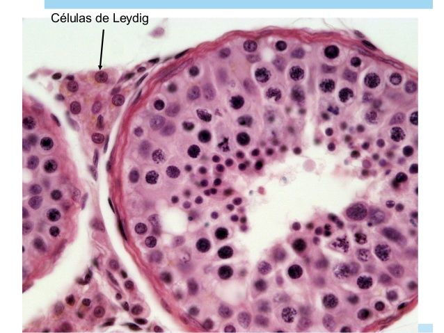 HISTOLOGÍA DEL APARATO REPRODUCTOR MASCULINO