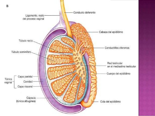 HISTOLOGÍA DEL APARATO REPRODUCTOR MASCULINO