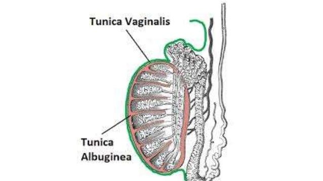HISTOLOGÍA DEL APARATO REPRODUCTOR MASCULINO
